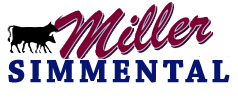 Miller Simmental